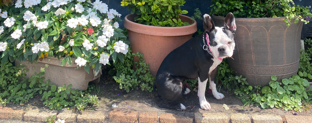 Dazzle Profile Image