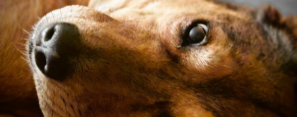 ANTONIO SZILAGYI Profile Image