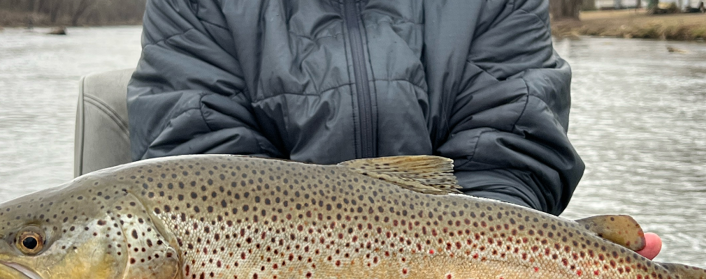 Daniel Verrochi Profile Image